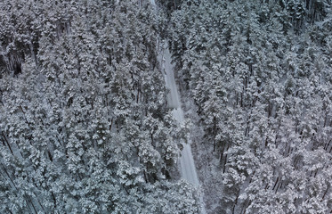 Beautiful winter forest with a bird's eye view