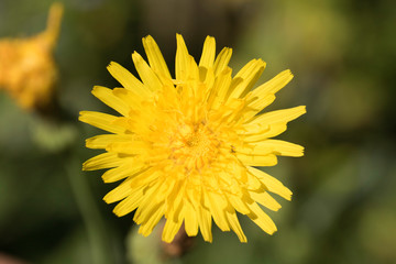 dandelion on green background