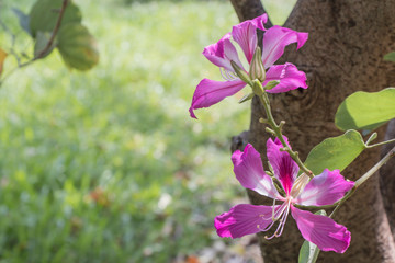 Beautiful pink flower name Purple Orchid Tree, butterfly tree, or Hawaiian orchid tree in the garden. 