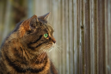 Tabby cat staring through a fence