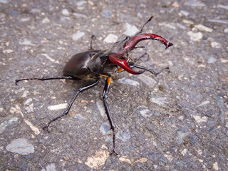 Bettle