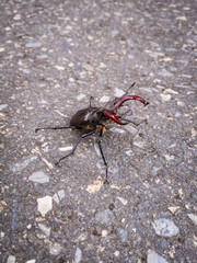 Bettle 2