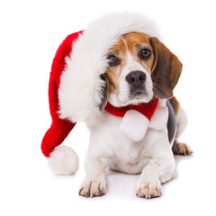 Adult beagle dog with santa hat lying  isolated on white background and looking to the camera