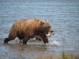 Obraz premium Grizzly in Alaska beim Lachsfang