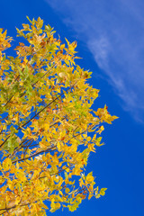 Autumn yellow leaves with the blue sky background
