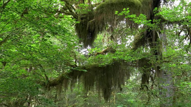 beards of moss hang from trees among bigleaf maple leaves at hoh rain forest in the olympic national park of the us pacific northwest