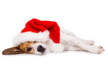 Beagle dog with christmas hat lying exhausted on the side isolated on white background