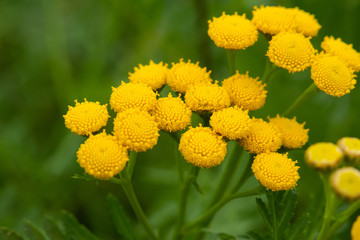 Tansy, yellow wildflower, close-up