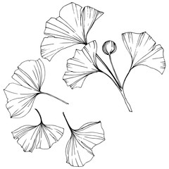 Vector. Ginkgo leaf. Plant botanical garden. Isolated ginkgo illustration element on white background.