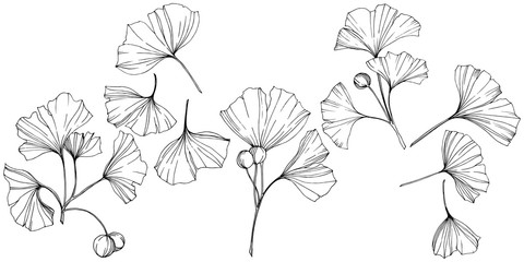 Vector. Ginkgo leaf. Plant botanical garden. Isolated ginkgo illustration element on white background.