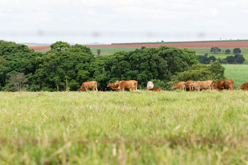 gado na fazenda