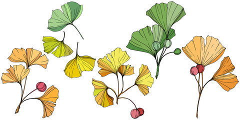 Vector. Ginkgo leaf. Plant botanical garden. Isolated ginkgo illustration element on white background.