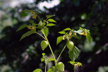 tomante de cascara verde