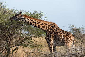 Profile of a giraffe long neck in Serengeti national park, Tanzania