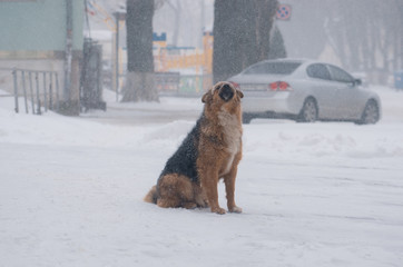 Dog outside in snowy weather. A storm warning