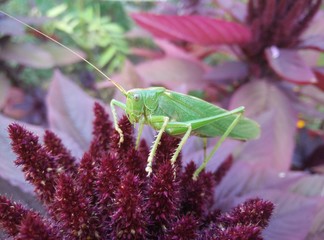 locust on a flower