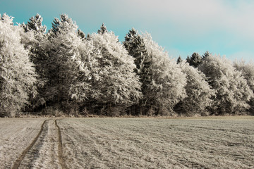 frozen trees