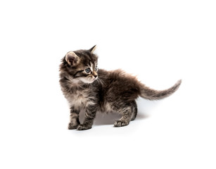 Little striped kitten isolated