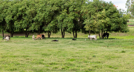 gado na fazenda