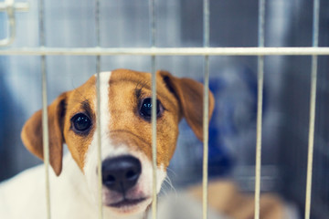 Sad dog behind the fence. Homeless dog behind bars in an animal shelter - obrazy, fototapety, plakaty