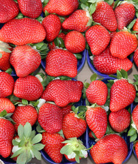 baskets red strawberries grown using the techniques of organic f