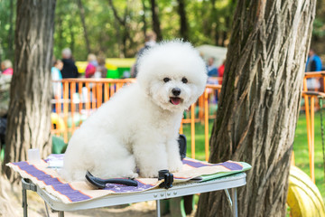 little white poodle sits on a table after grooming in a dog show