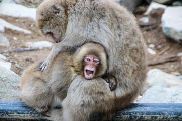 Snow monkey mother grooming her cub while sitting on a hot water pipe in the Jigokudani Monkey Park in Nagano, Japan.