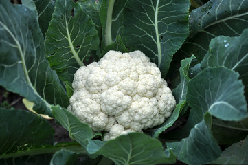  In organic soil grown cauliflower