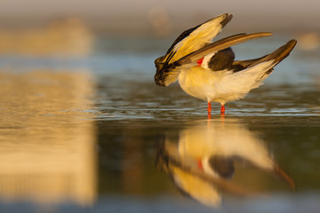 A black skimmer (rynchops niger) preening in the morning sun in a pool of water seen from Fort Myers beach,Florida, USA.