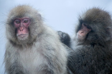 Two grooming snow monkeys sitting at the edge of an onsen (hotspring) in the Jigokudani Monkey Park in Nagano, Japan (December 2017).