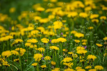 Dandelion flower meadow