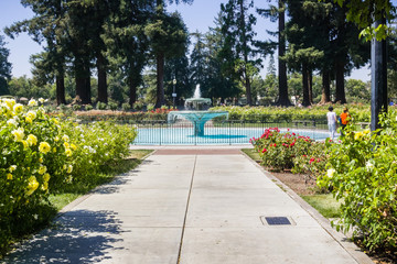 Paved alley lined up with blooming roses and water fountain in the Municipal Rose Garden, San Jose, south San Francisco bay area, California