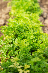 Fresh green parsley growing in a garden