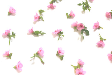 Small pink flowers lay spread on a white background.