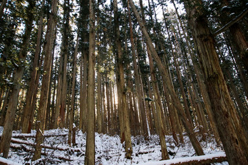 Obraz premium Winter sunset seen through the trees of the forest at the Jigokudani Monkey Park in Nagano, Japan.
