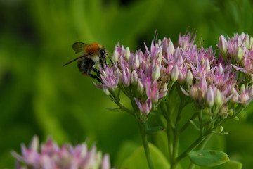 Bee collecting pollen on purple flowers, closeup