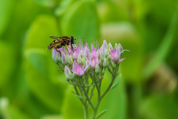 Bee collecting pollen on purple flowers, closeup