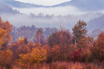 Foggy autumn landscape