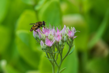 Bee collecting pollen on purple flowers, closeup