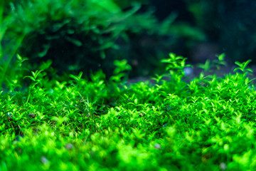 ocean  seaweed marine grass and stones background  f