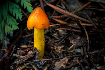 A bright orange inedible wild fungi Hygrocybe conica, growing in a mediterranean forest among litter, oak leaves and pine needles.