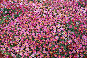 Beautiful to the natural flower park of Genova Nervi this spring in occasion of the Euroflora event © yohananegusse