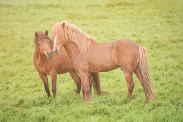 Naklejka premium Two icelandic horses