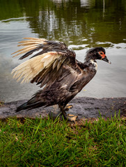Duck with its wings opened