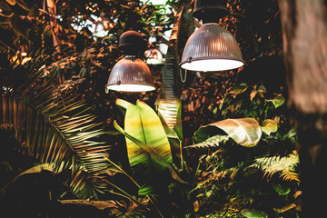 assimilation lights in the greenhouse with growing tropical exotic south plants and trees f