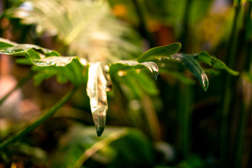 big tropical leaf in rainforest with raindrops in jungle  f