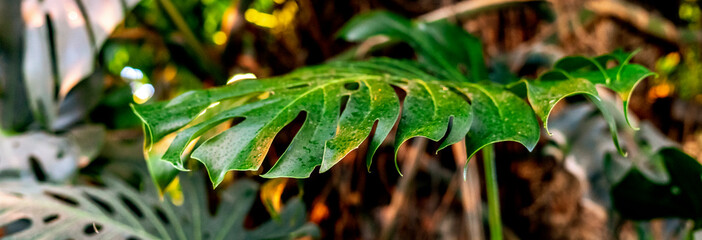 Fototapeta na wymiar big palm tree leaf in the heavy forest f