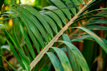 big palm tree leaf in the heavy forest f
