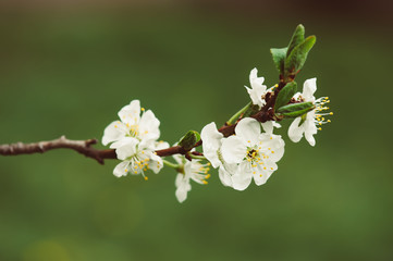 Cherry flowers frame