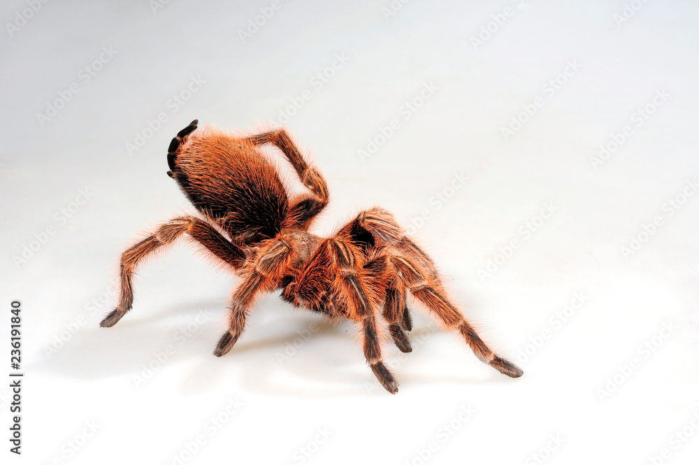 Wall mural Rote Chile-Vogelspinne versprüht Brennhaare (Grammostola rosea) - Chilean rose tarantula